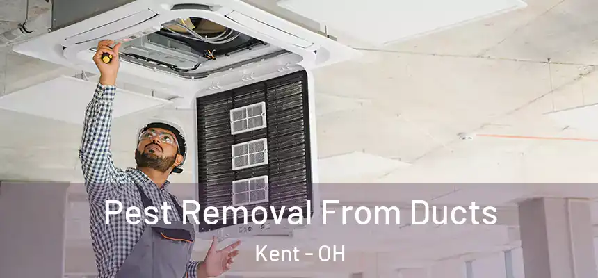 Pest Removal From Ducts Kent - OH